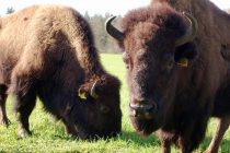 NaturNah: Die Bison-Boys – Wildwest im Grenzland