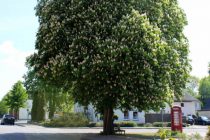 Kastanie steht in voller Blütenpracht