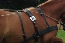 Der Ringreiterverein Waldeck stellt sich vor