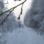 Winter in Wallsbüll - Foto: Anja P.