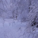 Winter in Wallsbüll - Foto: Anja P.